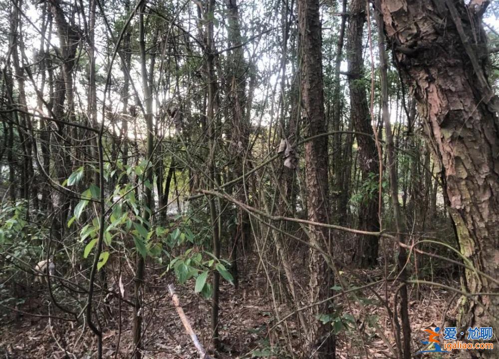 胡鑫宇事件 等待真相？