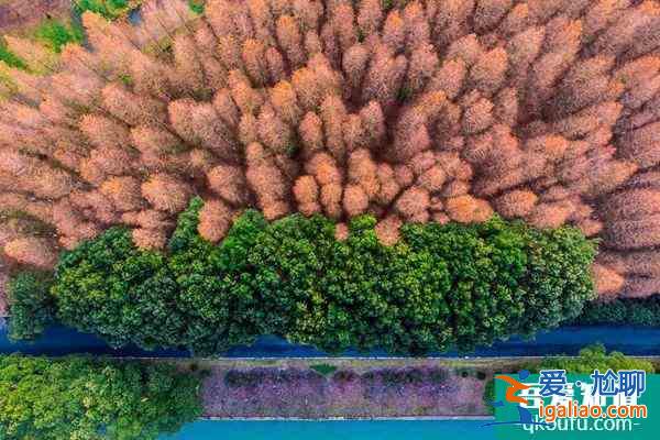 2021上海青西郊野水上森林公園臨時閉園？