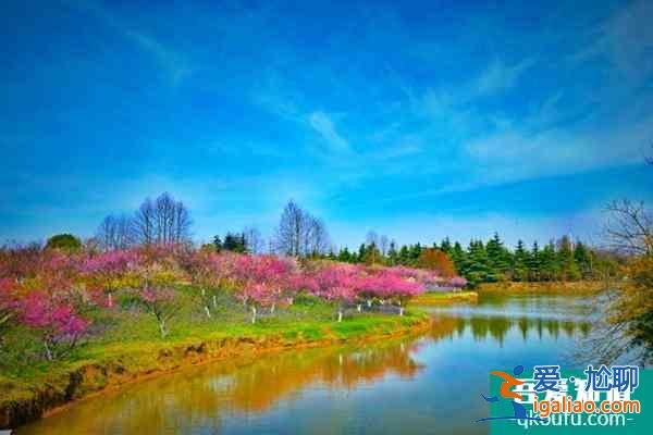 上海水杉觀賞打卡點一覽? 上海水杉觀賞打卡點一覽?