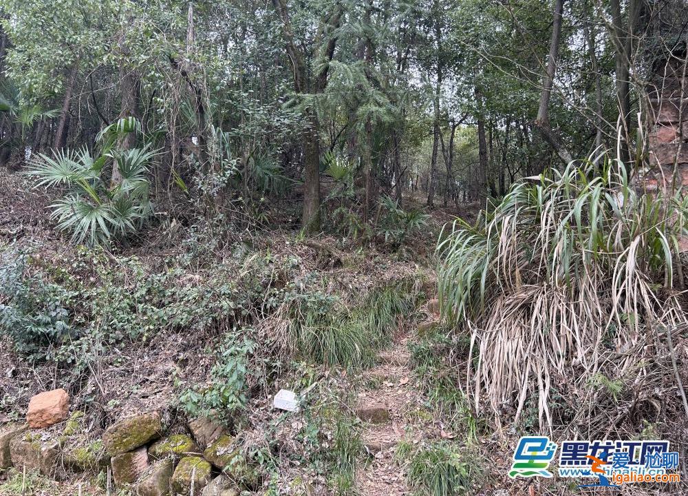山路設卡封鎖 校區特警巡邏、增設臨檢？