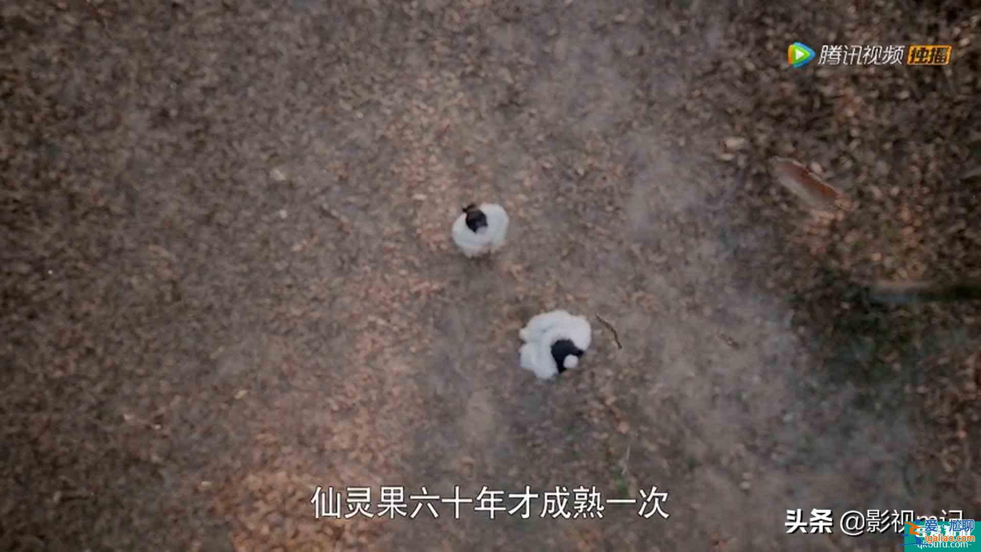 《且聽鳳鳴》：楊超越本色出演“錦鯉”？