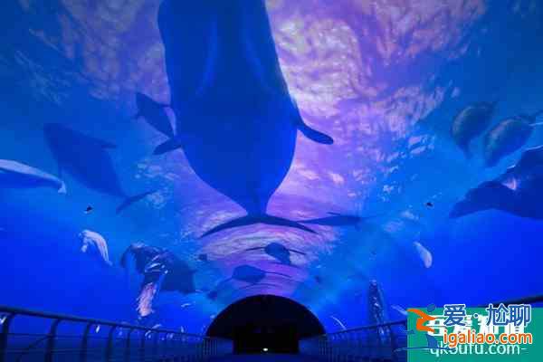 大連圣亞海洋世界開館了嗎2021？