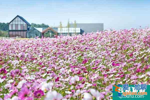 2022年1月句容A級景區向南京市民免費開放？