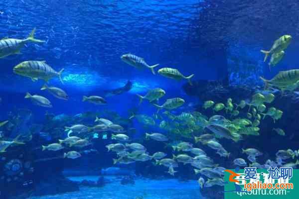 2021天津海昌極地海洋公園雙十二門票優(yōu)惠活動? 2021天津海昌極地海洋公園雙十二門票優(yōu)惠活動?