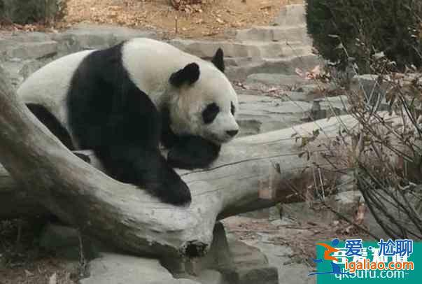 2021大連動物園室內場館和大連橫山寺恢復對外開放？