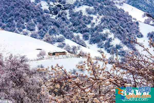 伊犁冬天旅游必去的幾個景點推薦? 伊犁冬天旅游必去的幾個景點推薦?