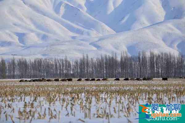 伊犁冬天旅游必去的幾個景點推薦? 伊犁冬天旅游必去的幾個景點推薦?