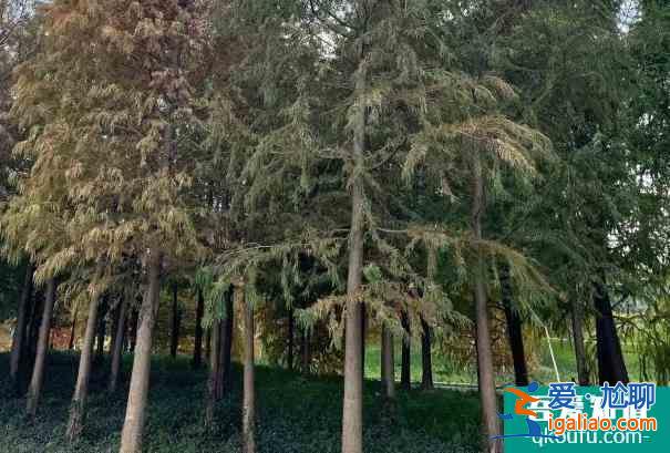 2021受疫情影響寧波植物園臨時(shí)閉園？