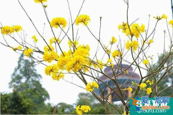 2021年東莞觀音山開放了嗎 東莞觀音山門票優(yōu)惠政策？