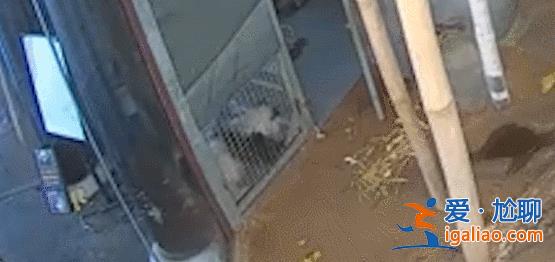 專家組即將赴美調查大熊貓樂樂死因 丫丫的回國手續正在辦理中？