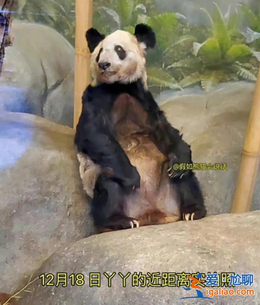 專家組即將赴美調查大熊貓樂樂死因 丫丫的回國手續正在辦理中？