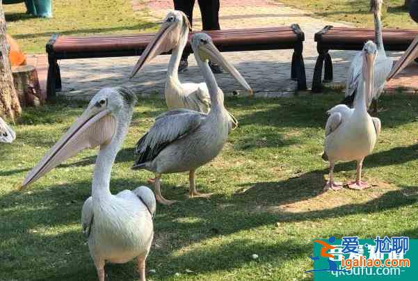 2021南京12月免費景點 南京好玩的景點? 2021南京12月免費景點 南京好玩的景點?