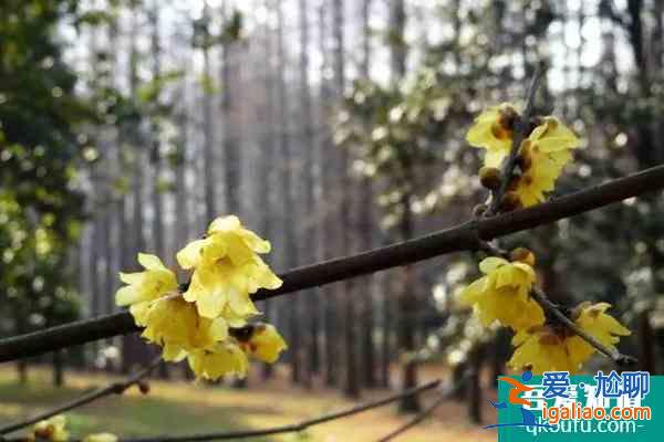 湖南植物園門票需要預約嗎? 現在有什么花可以看？