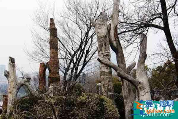 硅化木石林園門票地址及介紹？