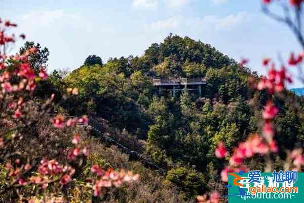 2022南寧大明山茶景區春節有什么活動？