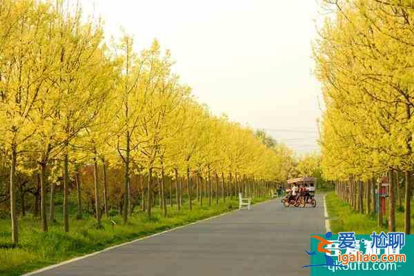 12月上海花開海上生態(tài)園游玩攻略？
