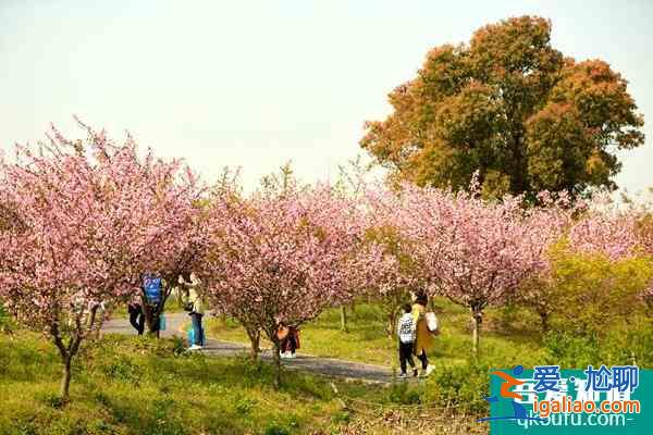 12月上海花開海上生態(tài)園游玩攻略？