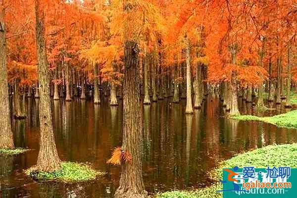 上海紅樹林觀賞地推薦 上海附近的紅楓樹林在哪？