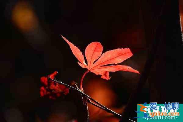 南昌鳳凰溝景區(qū)什么時(shí)候去最佳 12月正值楓葉最佳觀賞期？