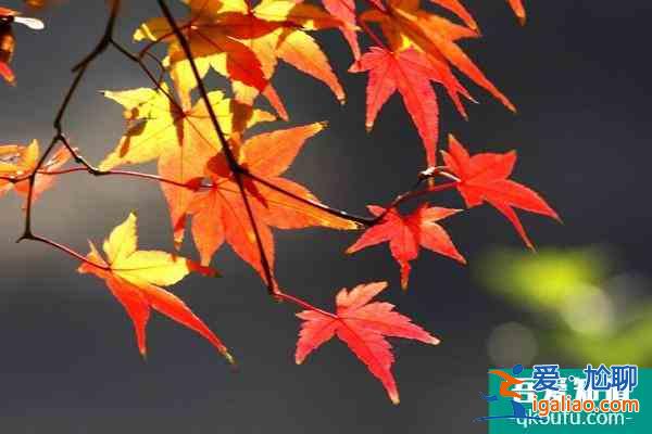 南昌鳳凰溝景區(qū)什么時(shí)候去最佳 12月正值楓葉最佳觀賞期？