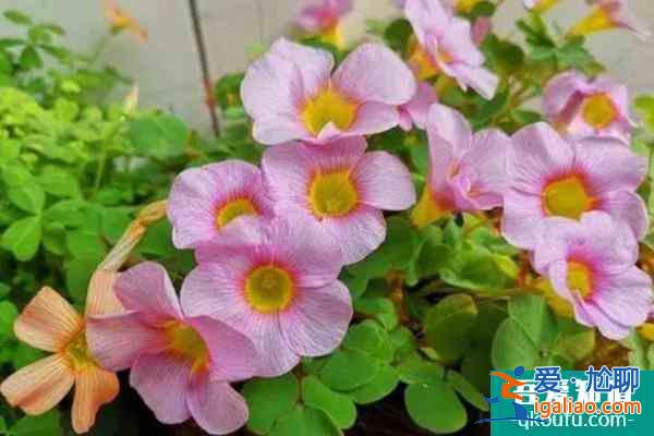 2021上海植物園酢漿草展什么時候開始地點在哪？