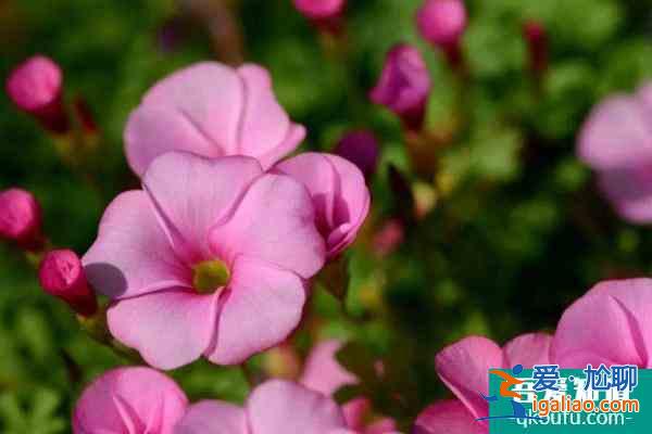 2021上海植物園酢漿草展什么時候開始地點在哪？