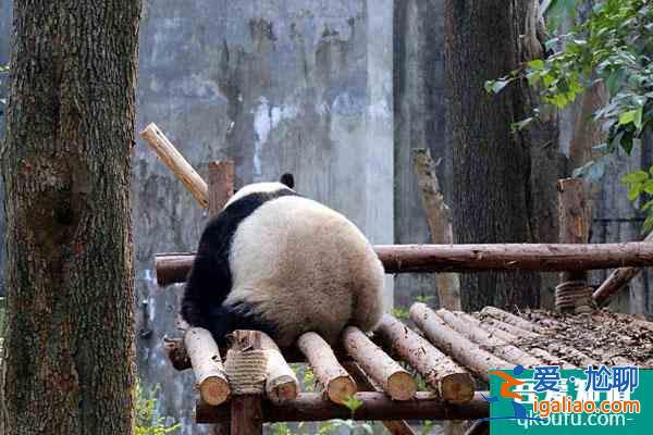 2021成都大熊貓博物館今天起對外恢復(fù)開放？