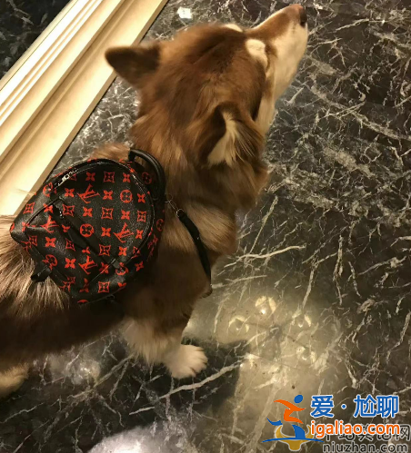 王思聰最新情況!花四萬(wàn)五買(mǎi)狗討好小肉安 雙方感情穩(wěn)定讓人羨慕 王思聰最新情況!花四萬(wàn)五買(mǎi)狗討好小肉安 雙方感情穩(wěn)定讓人羨慕