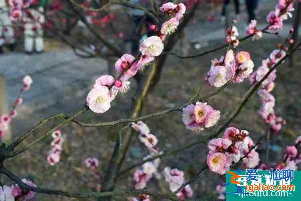 湖南植物園的梅花開放了嗎?里面的梅花都有什么品種？