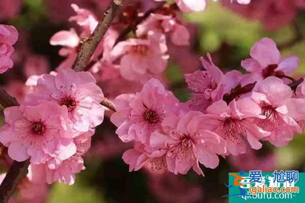 湖南植物園的梅花開放了嗎?里面的梅花都有什么品種？