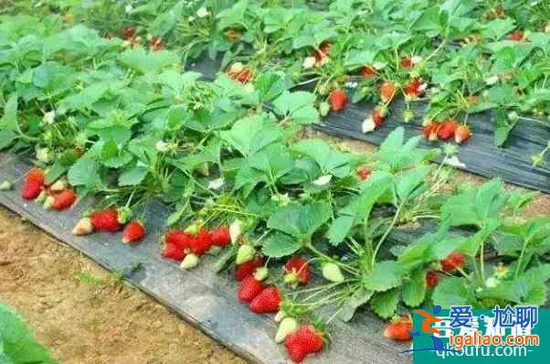 深圳福永哪里有草莓摘 深圳福永摘草莓的地方? 深圳福永哪里有草莓摘 深圳福永摘草莓的地方?