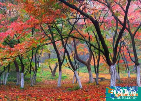 國內(nèi)賞楓葉四大勝地排行榜 國內(nèi)賞楓葉最好的地方？