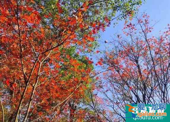國內(nèi)賞楓葉四大勝地排行榜 國內(nèi)賞楓葉最好的地方？