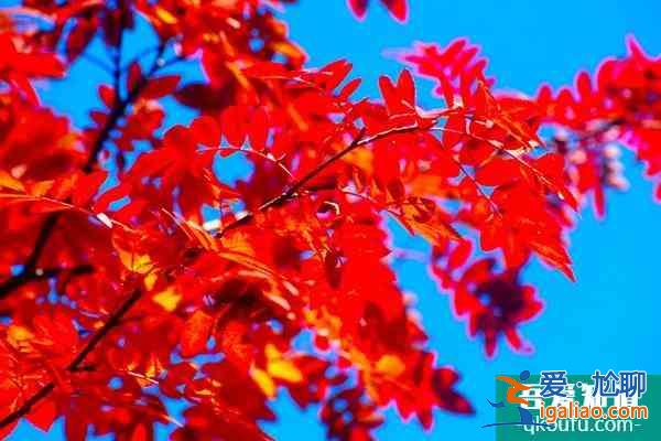 第十五屆中國·重慶長江三峽(巫山)國際紅葉節游玩攻略? 第十五屆中國·重慶長江三峽(巫山)國際紅葉節游玩攻略?