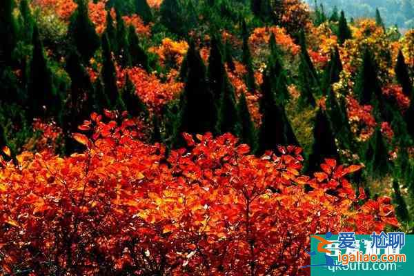 第十五屆中國·重慶長江三峽(巫山)國際紅葉節游玩攻略? 第十五屆中國·重慶長江三峽(巫山)國際紅葉節游玩攻略?