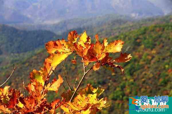第十五屆中國·重慶長江三峽(巫山)國際紅葉節游玩攻略? 第十五屆中國·重慶長江三峽(巫山)國際紅葉節游玩攻略?