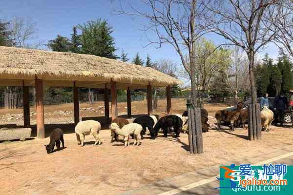 2022年春節(jié)合肥野生動(dòng)物園門(mén)票免費(fèi)領(lǐng)取教程？