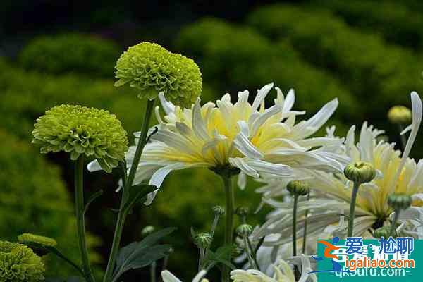 杭州古樹公園菊花展什么時候開展？詳細時間、地點、游玩攻略來了？