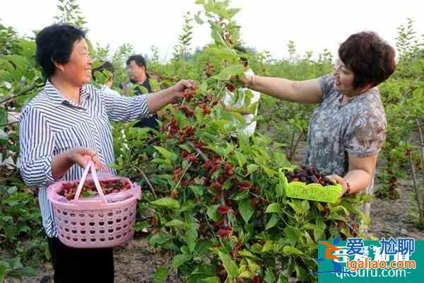 無錫采摘桑葚的好去處? 無錫采摘桑葚的好去處?
