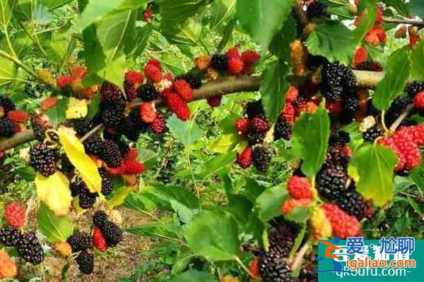 無錫采摘桑葚的好去處? 無錫采摘桑葚的好去處?