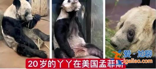 孟菲斯動物園表示丫丫毛發稀疏是家族遺傳 網友怒了? 孟菲斯動物園表示丫丫毛發稀疏是家族遺傳 網友怒了?