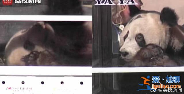 孟菲斯動物園表示丫丫毛發稀疏是家族遺傳 網友怒了? 孟菲斯動物園表示丫丫毛發稀疏是家族遺傳 網友怒了?