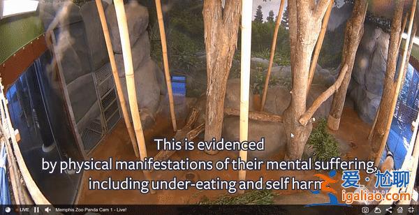 孟菲斯動物園表示丫丫毛發稀疏是家族遺傳 網友怒了? 孟菲斯動物園表示丫丫毛發稀疏是家族遺傳 網友怒了?