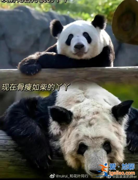 孟菲斯動物園表示丫丫毛發稀疏是家族遺傳 網友怒了? 孟菲斯動物園表示丫丫毛發稀疏是家族遺傳 網友怒了?