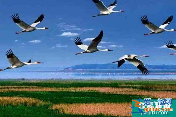 鄱陽湖觀鳥最佳時間及最佳地點？