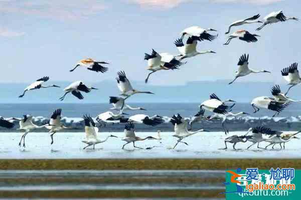 鄱陽湖觀鳥最佳時間及最佳地點？