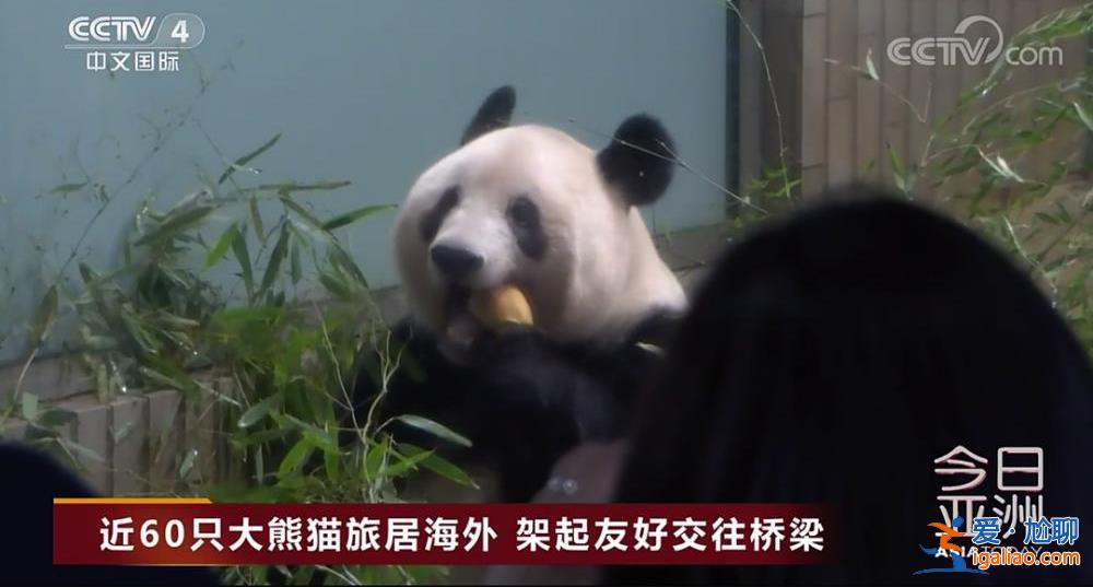 除皮膚病導致的毛發脫落外 食欲良好？