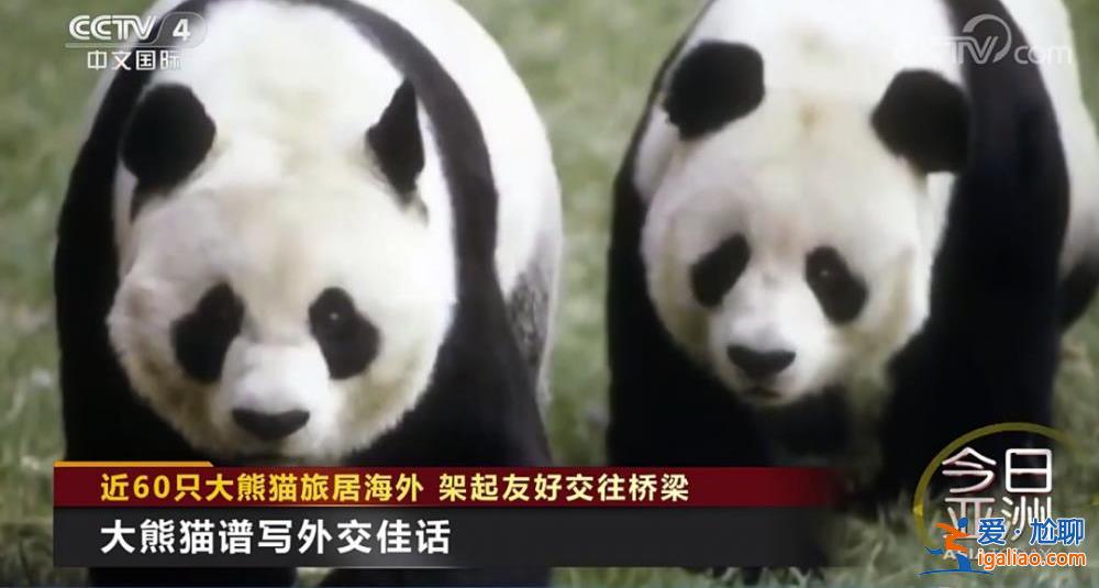 除皮膚病導致的毛發脫落外 食欲良好？