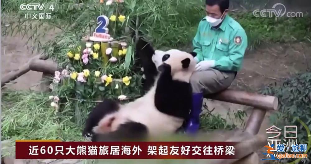 除皮膚病導致的毛發脫落外 食欲良好？