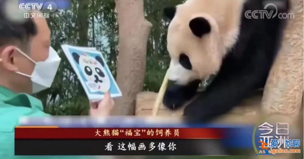 除皮膚病導致的毛發脫落外 食欲良好？